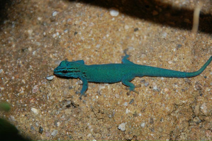 Иван Аринин | Dublin