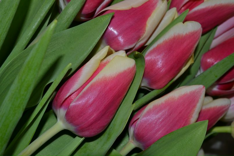 Ольга Апкарянц | Екатеринбург