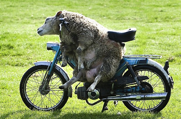 Евгения Басовская | 