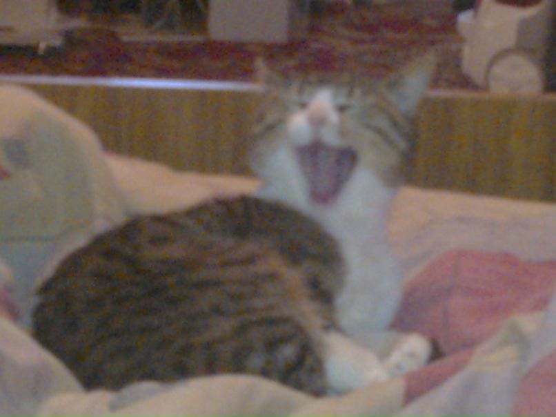 Света Нечипоренко ♥▪°•¸.•'´¯)♥▪°•¸.•'´¯)♥♥♥ | Кривой Рог