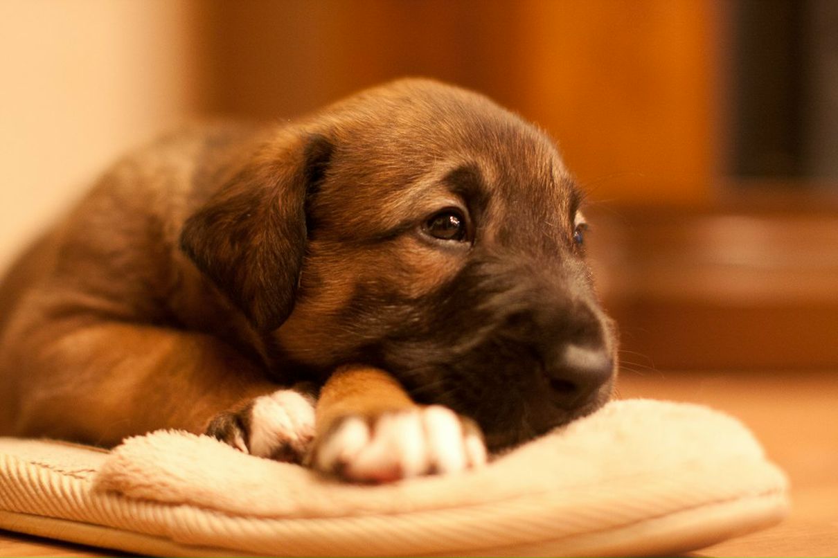 Елена Шаповалова | Москва