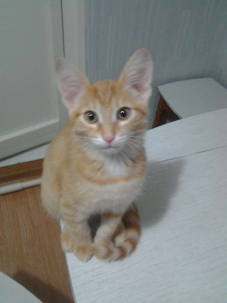 Оксана Долгова сергеевна | Новочебоксарск