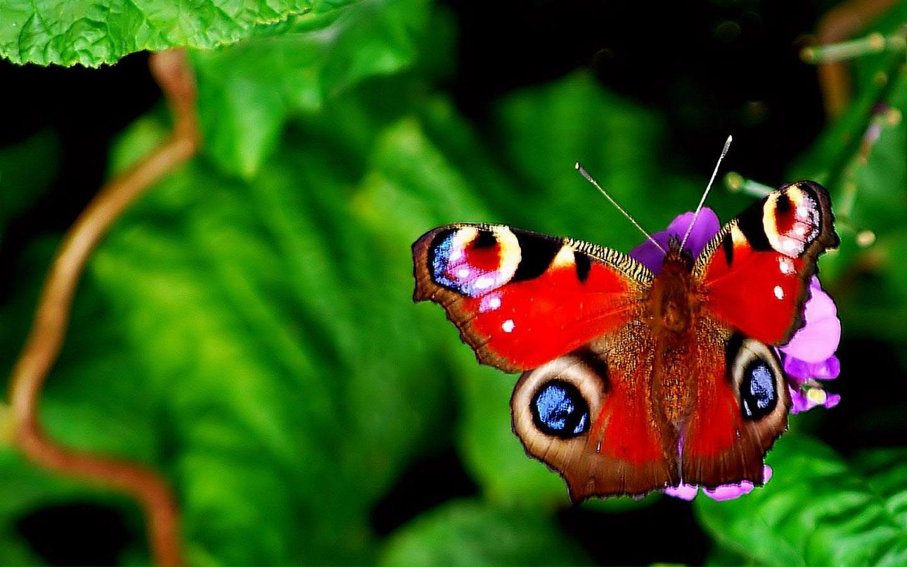 Анастасия Варакина | Новосибирск