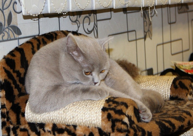 Федор Удавиченко | Тюмень