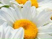 Александра Кавера | Киев