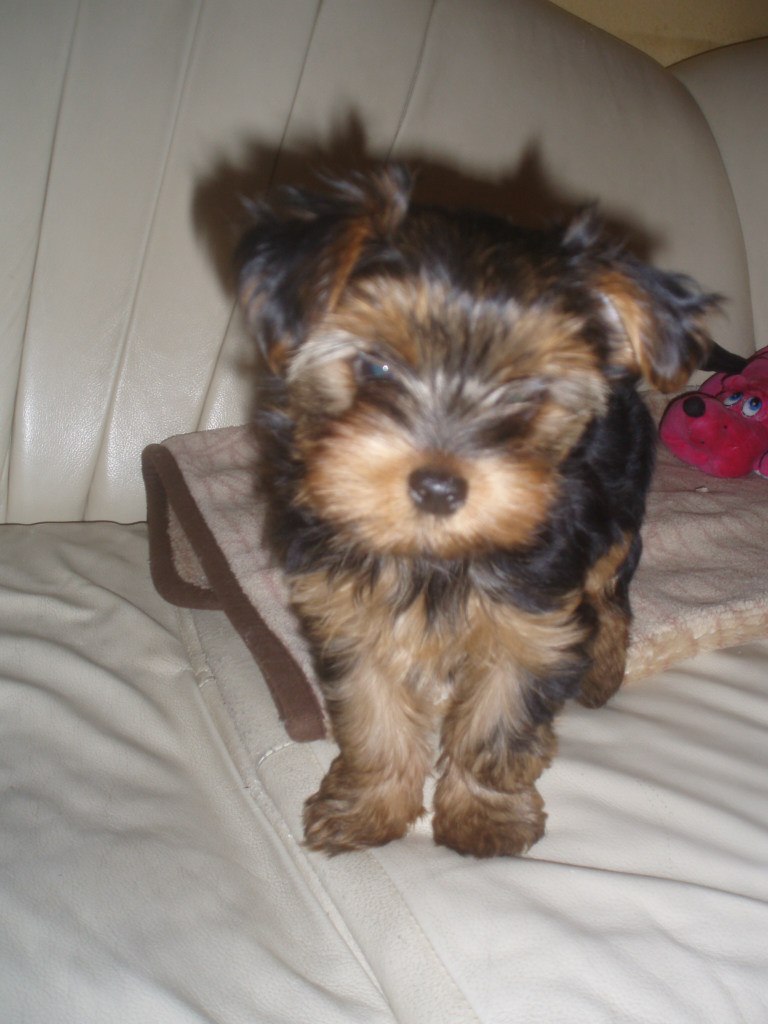 Таня Тимура | Львов