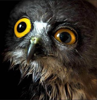 Viking Vikingovi4 | Петах Тиква