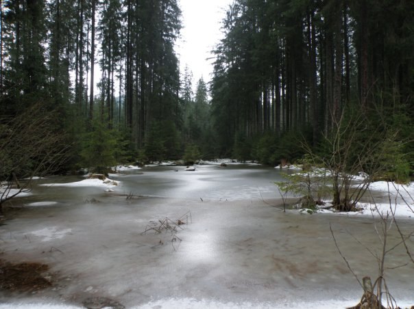 Наталія Тацишин-Войчишин | Ивано-Франковск