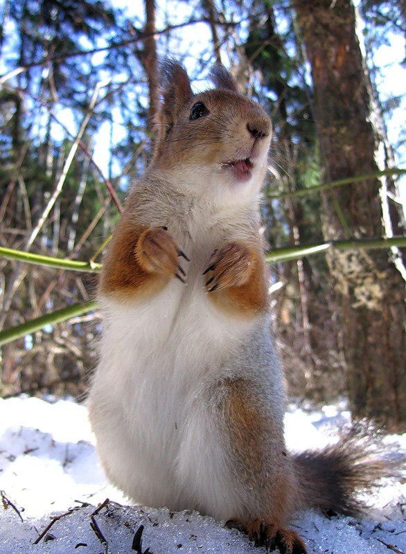 Швета Белехова Конфета | Кострома