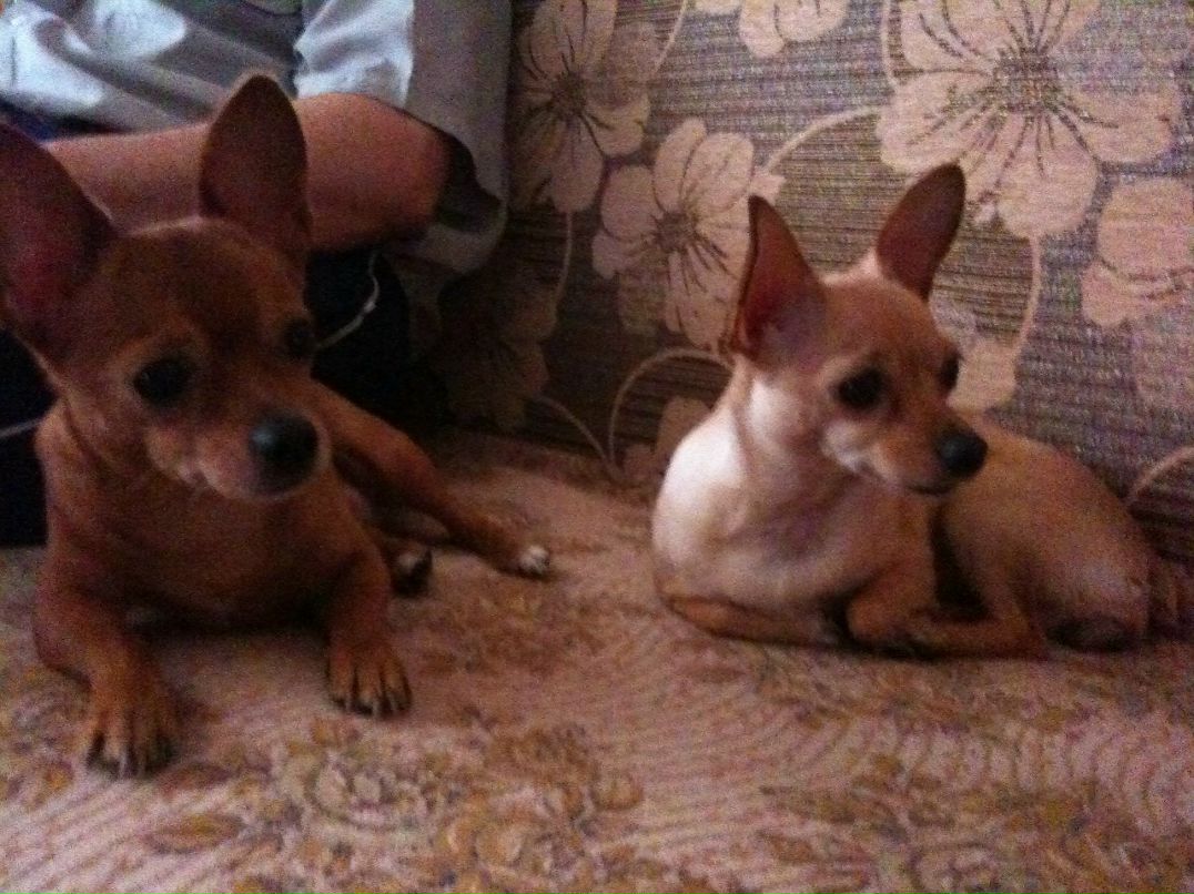 Анна Антоньян | Москва