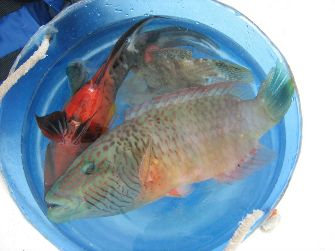 Светлана Бунькова | Коряжма