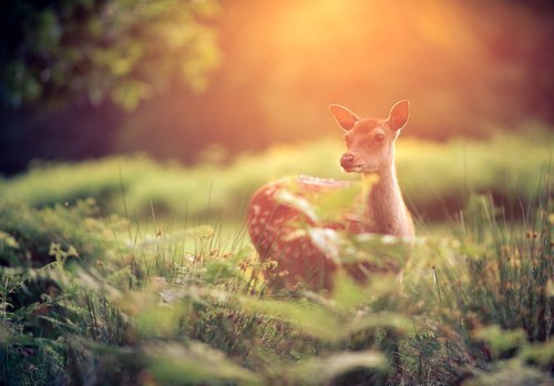 Оленка Войтенко .. | Киев