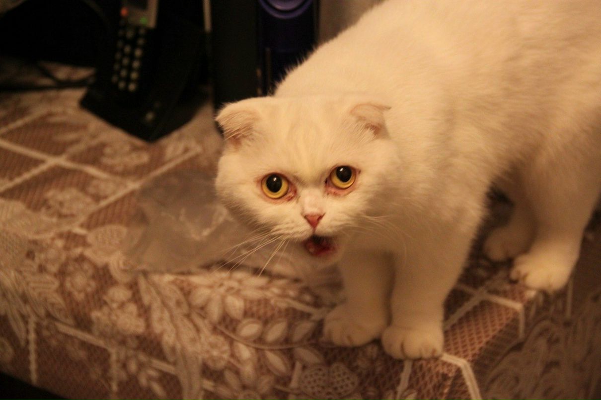 Екатерина Кришталь | Санкт-Петербург