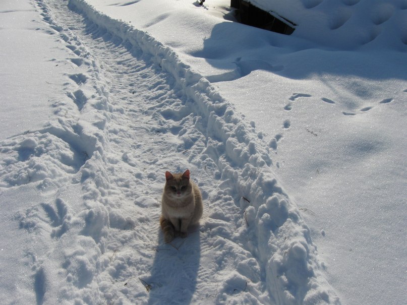 Татьяна Борисова | 