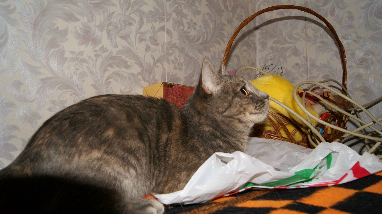 Елена Голубева | Ярославль