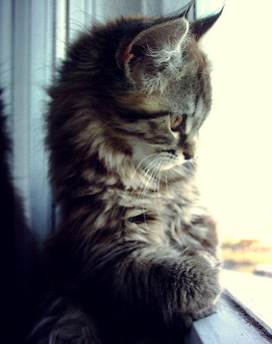 Катерина Мишустина | Санкт-Петербург