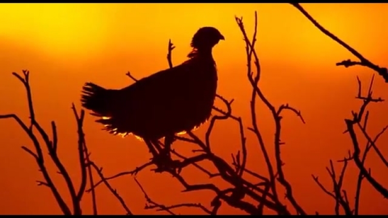 Турач и нефть. Francolin and oil. Francolinus francolinus. дикий
