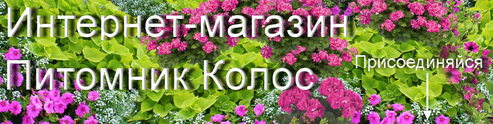 Питомник Колос Интернет Магазин Растений