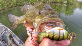 Whopper Ploppin’ Big Spring Smallies