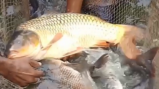 Incredible big Net fishing skill | Traditional Net Fishing | Live   Fish hunting in village.