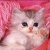 Аватар: Юльчик Куль4ик