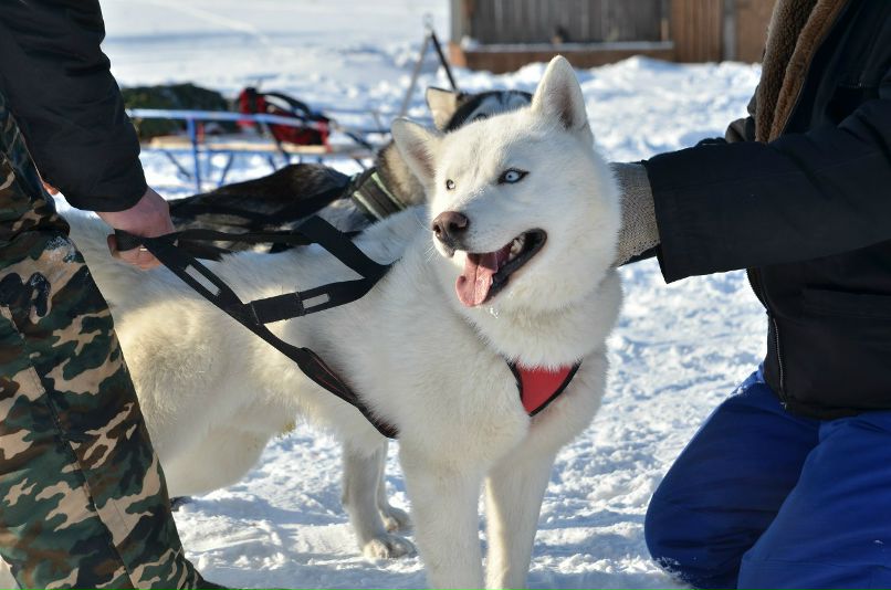 Константин Тихомиров | Неверово