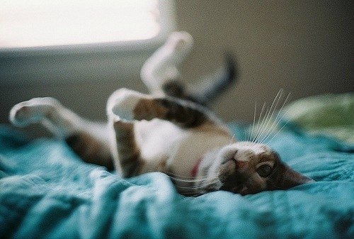 Микита Ганджанович | Гродно