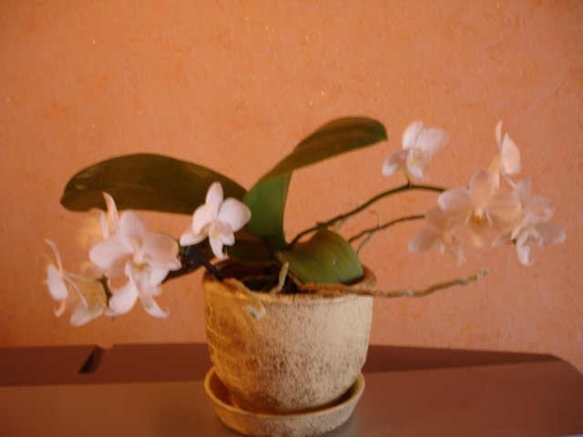 Валентина Косикова | Симферополь