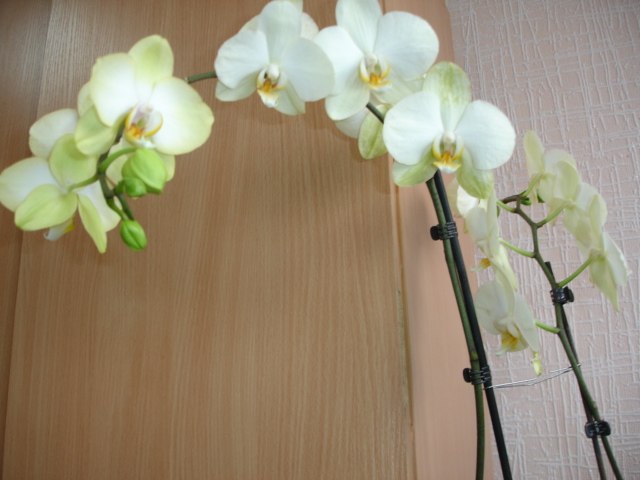 Валентина Косикова | Симферополь