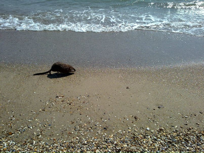 Дмитрий Гринь | Одесса