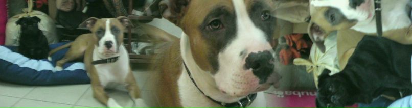 Александра Богатырева Белка | Екатеринбург