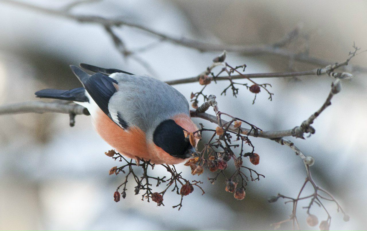 Роман Муращенко | Москва