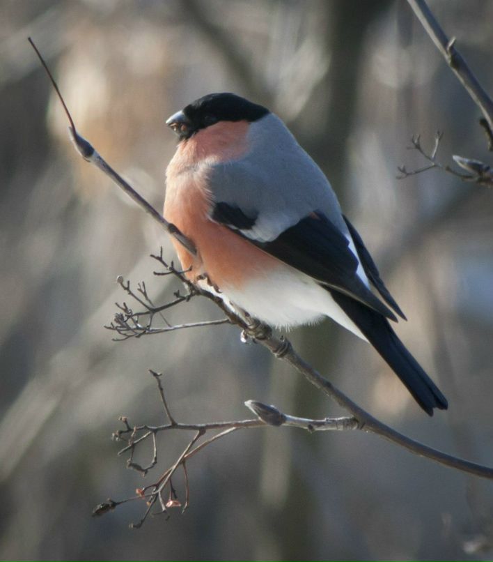 Роман Муращенко | Москва