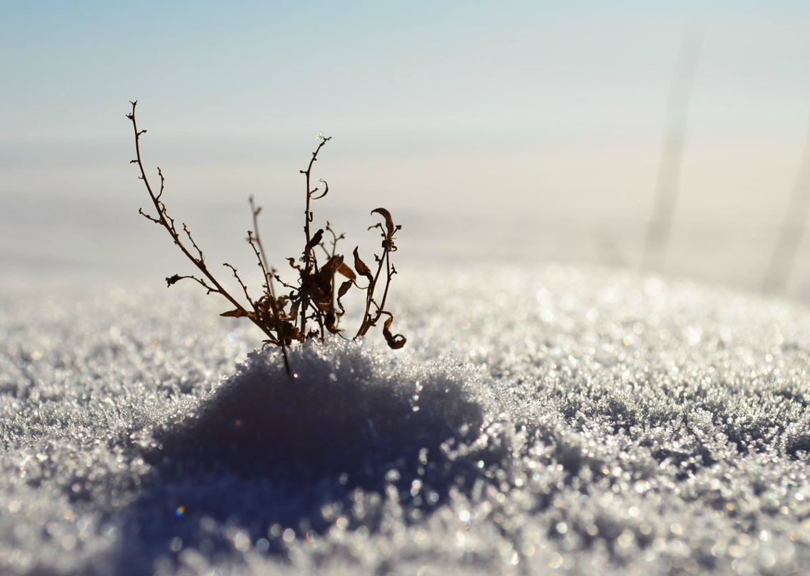 Анна Николаева | Бердск