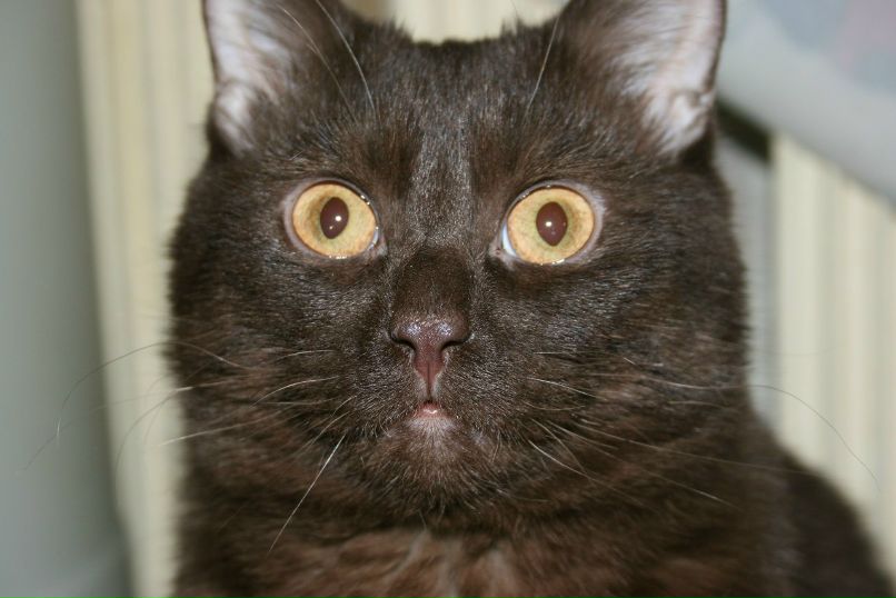 Светлана Павлова | Череповец