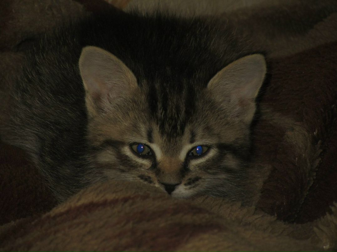 Платон Николенко Дмитриевич | Новосибирск