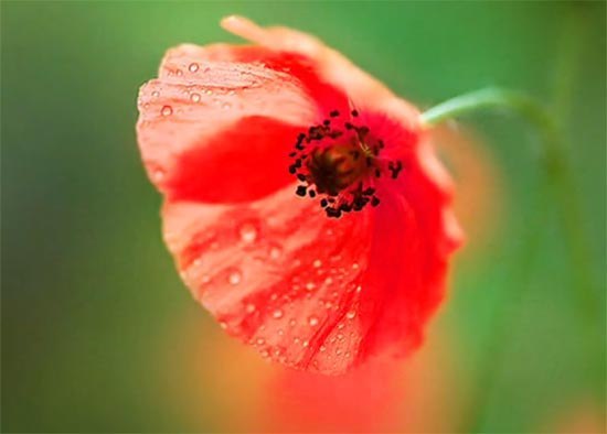 Наталья Долгова | Москва