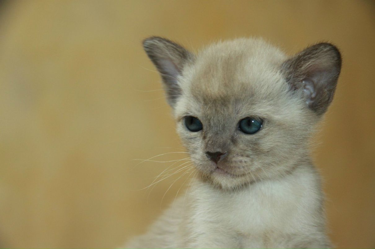 Наталья Лукашова(Алексеева) | Санкт-Петербург