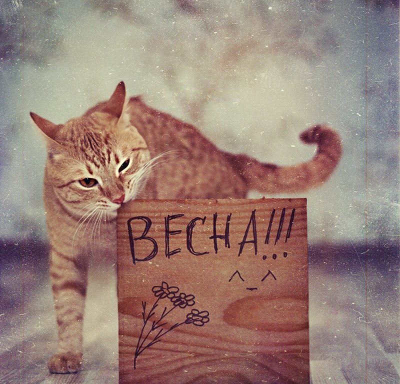 Елена Иванова | Санкт-Петербург