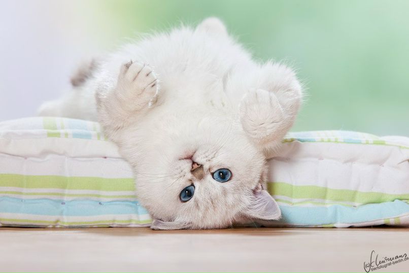 Николай Чистосердов Дмитриевич | Москва