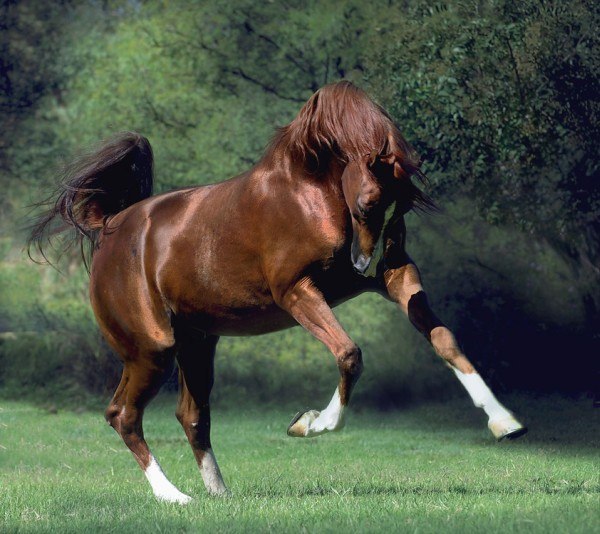 Ava Tar | Магас