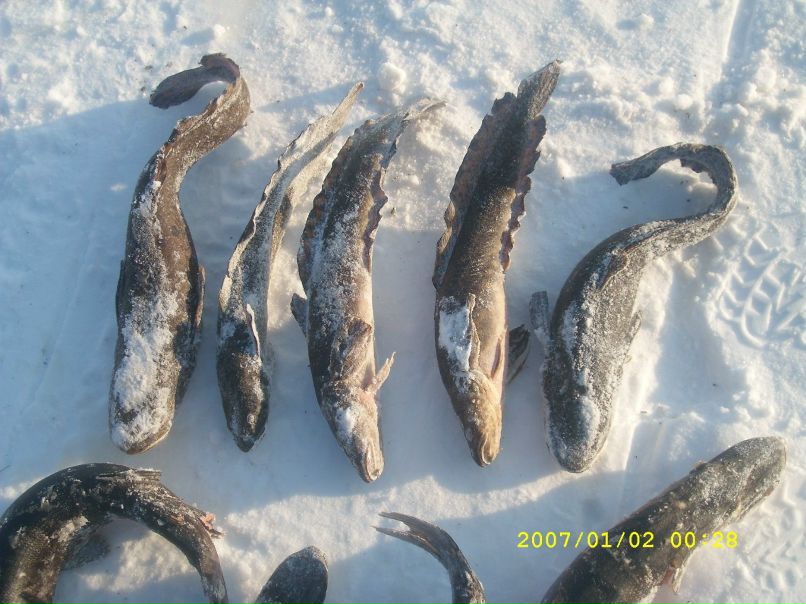 Александр Меньшуткин | Вельск