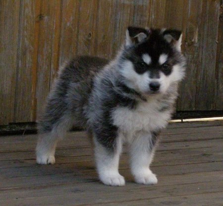 Костя Лазарев | Санкт-Петербург