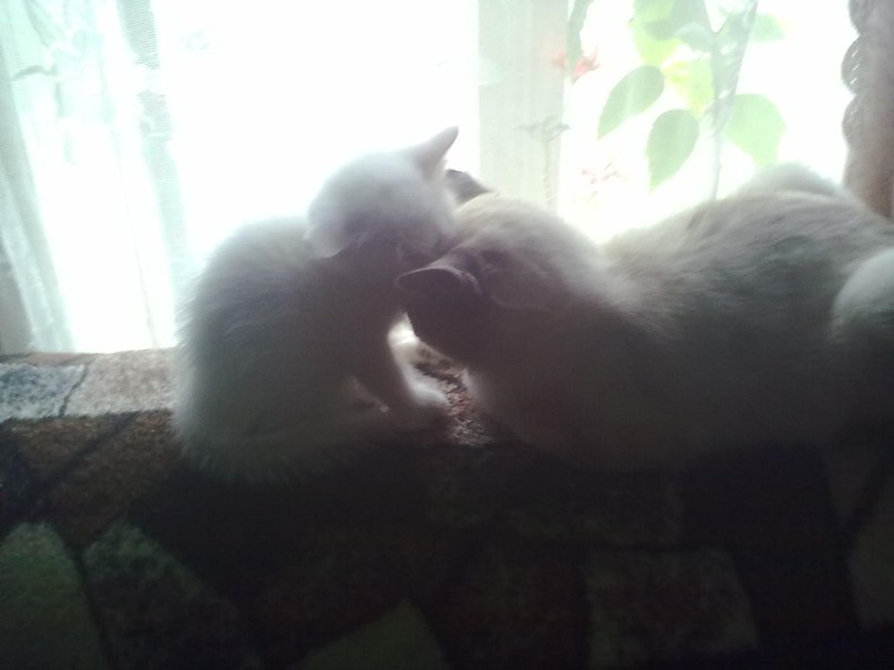 Сергей Алексеев | Холм