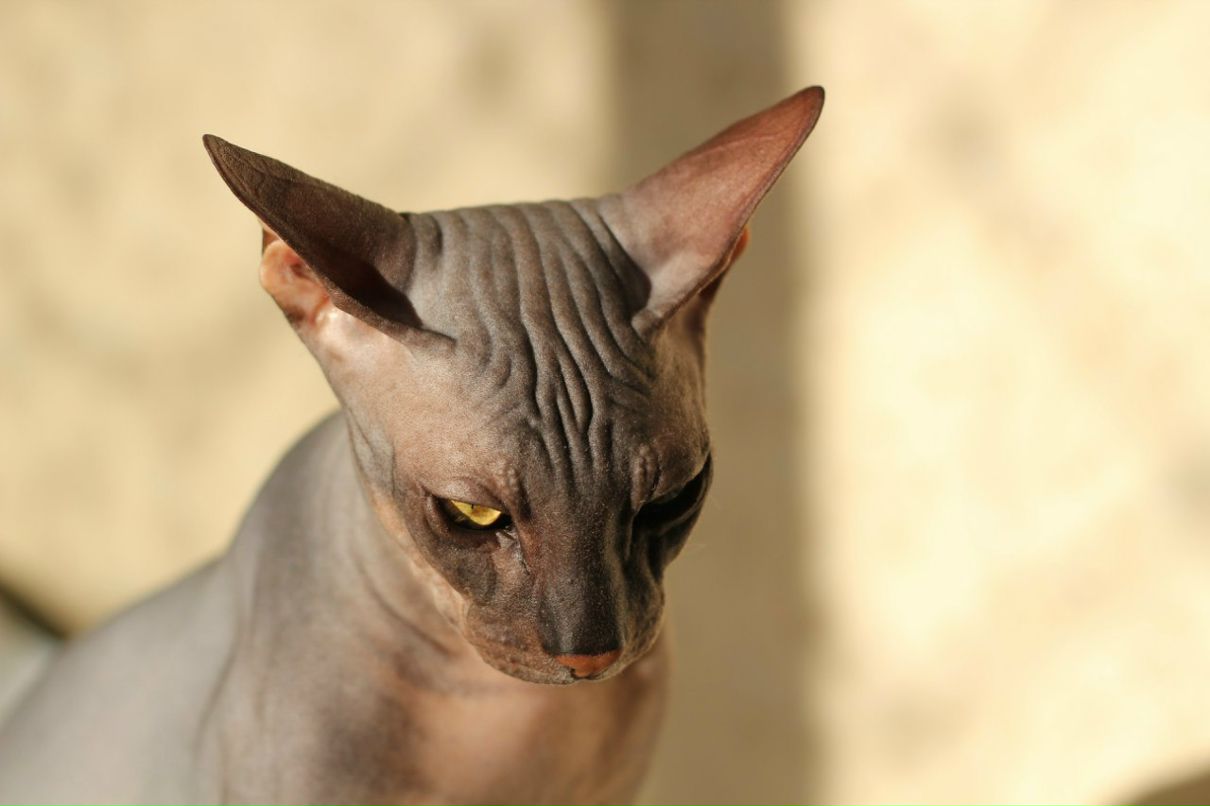 Гоша Чочуа | Санкт-Петербург