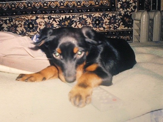 Алеша Колин | 