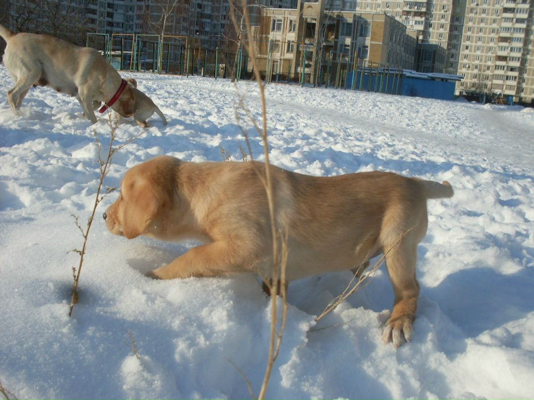 Диана Оренко | Киев