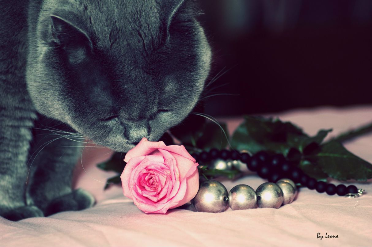 Елена Леонова | Москва