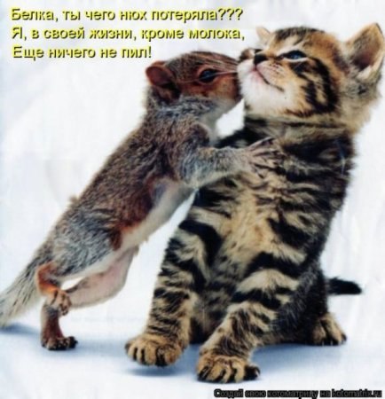 Гріша Пінькас | Casablanca