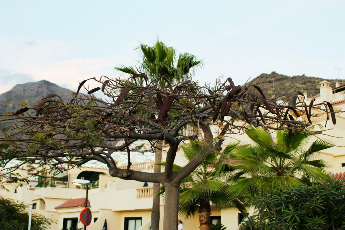 Дмитрий Гребнев *ManDARin* | Зеленоград